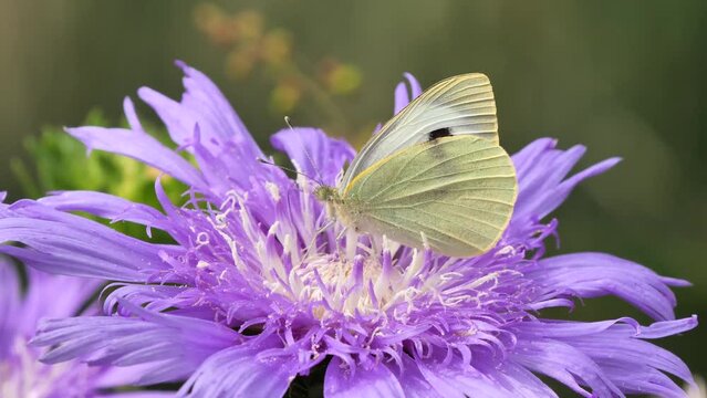 Cabbage butterfly female feeding with flower nectar from Stokesia Laevis 'Mels Blue' ( Pieris brassicae )