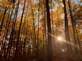 forest in autumn