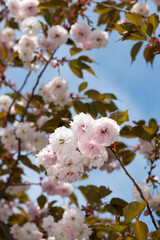 wallpaper with blossoms and blue sky (portrait orientation)