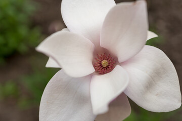 Naklejka na ściany i meble slightly closer view of a magnolia with stamen center