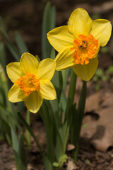 daffodils in spring
