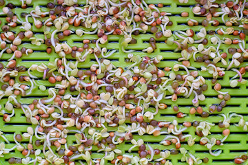 radish sprouts. prouted Radish Seeds with green leaves. Vegan and healthy eating concept. Seed Germination at home. Micro green growing sprouts. Micro green growing sprouts.