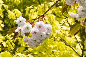 maple leaves and blossoms - fair day