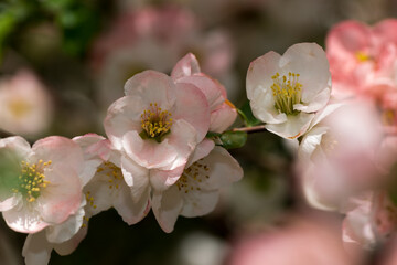 intimate portrait of dainty, delicate Chaenomeles blossoms
