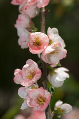 twig with dainty, delicate Chaenomeles blossoms set against a dark background