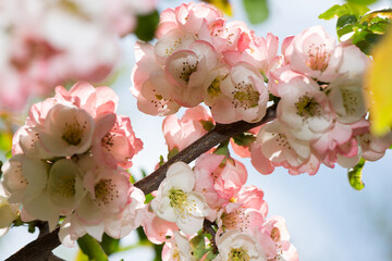 dainty, delicate Chaenomeles blossoms with sky background