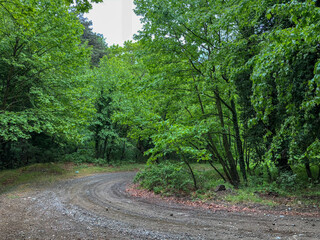 Fototapeta na wymiar Forest nature pathway. Deep forest in road