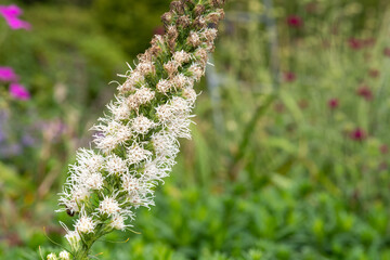 Close up of a white dense blazing star (liatris spicata) flower