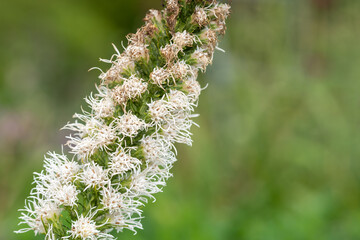 Close up of a white dense blazing star (liatris spicata) flower