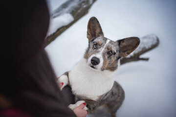 Obraz premium Marble welsh corgi cardigan and girl with long hair in winter forest