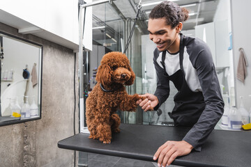smiling african american pet barber shaking paw of poodle sitting on grooming table.