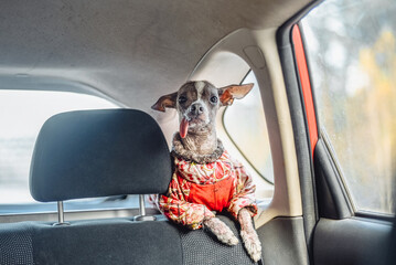 a dog of the xoloitzcuintli mini breed or a Mexican naked dog in the backseat of a car in a warm jumpsuit is sitting with a guilty look because it is all soiled in mud