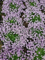 Beautiful flower blossoms in the garden during spring to summer