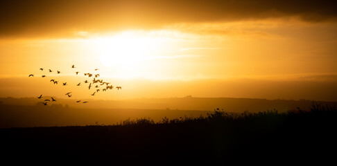 flock of birds at sunrise