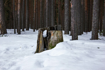 Old stump in the forest in winter. Ancient stump from a cut down tree in winter in the forest.