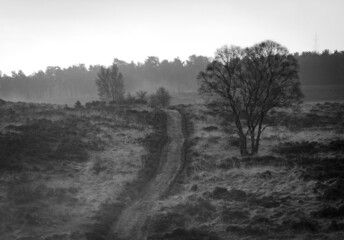 morning in the forest