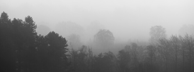 misty morning in the Forest
