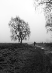 tree and figure in the mist
