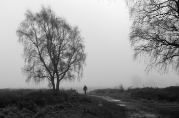 tree in the mist
