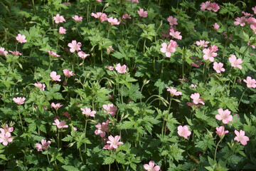 Endress cranesbill (Geranium endressii). Called French cranesbill also.