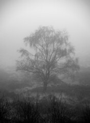 Tree in the mist
