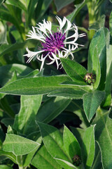 Perennial cornflower (Centaurea montana). Called Mountain cornflower, Bachelor's button, Montane knapweed and Mountain bluet also.