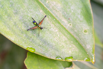 Grasshopper in the Amazon rainforest, Puerto Nariño, Colombia