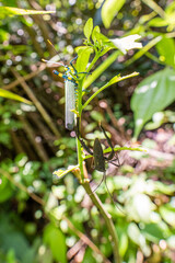 Grasshopper in the Amazon rainforest, Puerto Nariño, Colombia