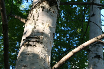 Fototapeta premium Tree trunk, white birch, large trunk.