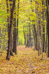 Autumn landscape, path covered with brown leafs through a yellow forest