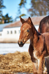 Portrait of a newborn brown foal in the paddock on a sunny winter day