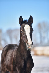 Portrait of a black foal with blue eyes and a white stripe against a blue sky on a sunny winter day. Cute newborn foal looking at the camera