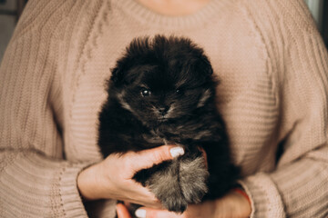 Fluffy pomeranian sable puppy sits on his hands, turns his head and looks at the camera