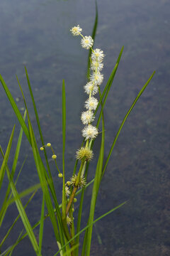American bur-reed (Sparganium americanum).