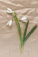 Hello spring card. First wild white snowdrop flowers (Galanthus nivalis) closeup on beige paper background