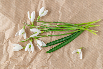 Hello spring card. First wild white snowdrop flowers (Galanthus nivalis) closeup on beige paper background.