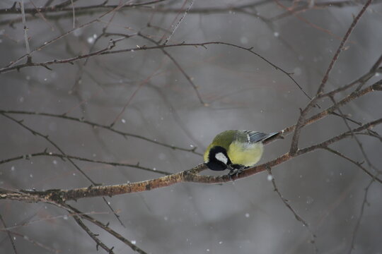 Great Tit or Parus major or Kohlmeise. A yellow-green titmouse with a black cap and black tie sits on a bare branch of a birch on a winter snowy day.A tit sits on a branch under falling snowflakes.