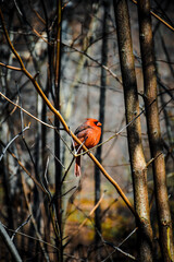 Central Park Bird