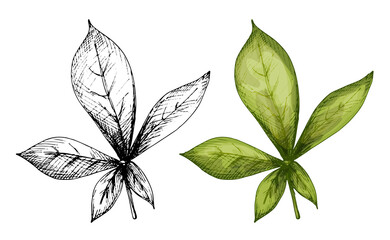 Baobab leaf. Vintage vector hatching illustration isolated on white