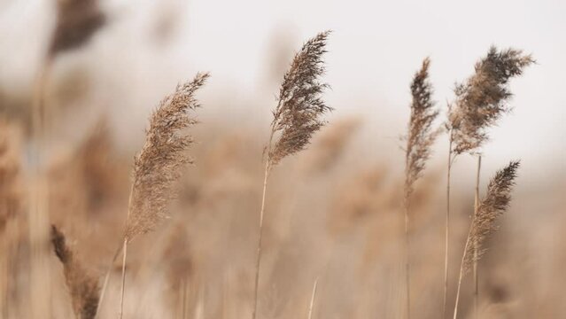 4K Slow Motion - Lake reeds in a beach town swaying in the wind