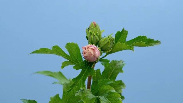Hibiscus flower timelapse on blue screen