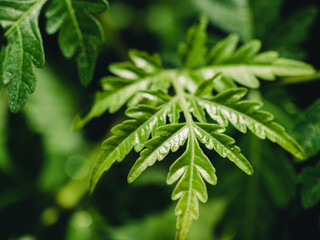 Green foliage