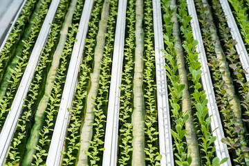 Hydroponic lettuce in hydroponic pipe. plants using mineral nutrient solutions in water without...
