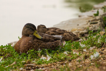 close up of a female duck