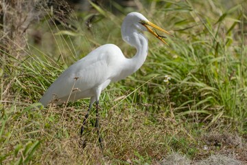 Great Egret eating Brown Anole Lizard