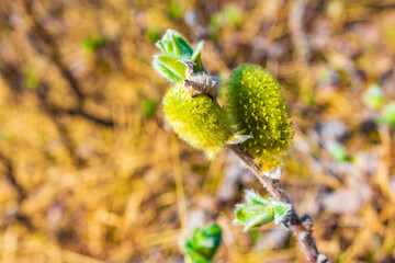 Fluffy wild plants on Veslehødn Veslehorn mountain Hemsedal Norway.