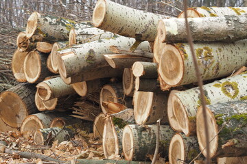 Forestry. Deforestation, obtaining timber. Logging industry. Ecology and forest protection.