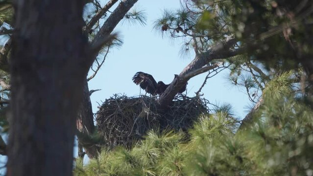 young bald eaglet stretching its wings in the nest