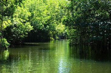 Fototapeta premium Black river in Jamaican 