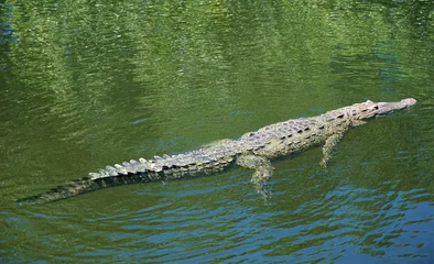 Gordijnen American crocodile in Jamaica  © Devan